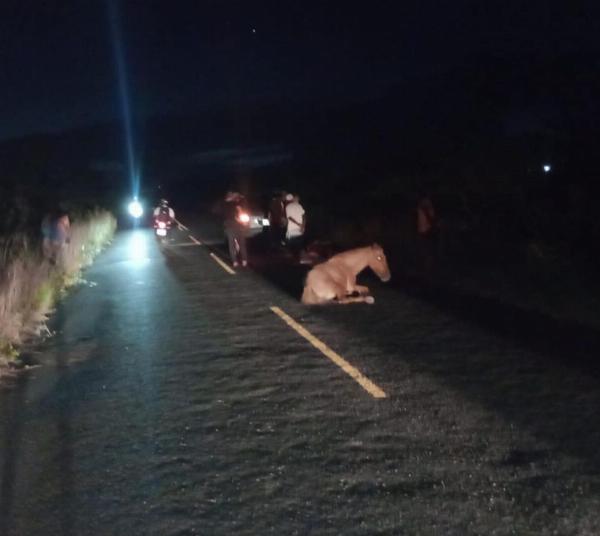 Lamarão: Animal solto na pista causa acidente na estrada que liga BR-116 Norte